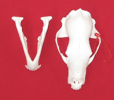 Picture of this lot Black Bear Skulls