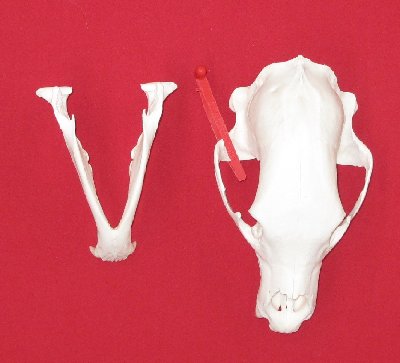 Picture of this lot Black Bear Skulls