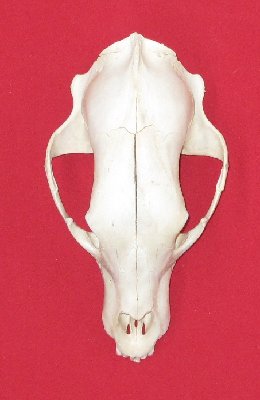 Picture of this lot Black Bear Skulls