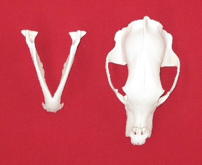 Picture of this lot Black Bear Skulls