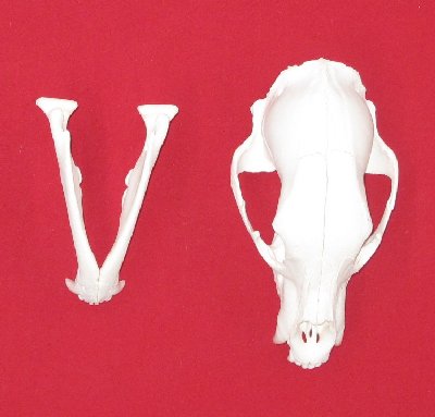 Picture of this lot Black Bear Skulls