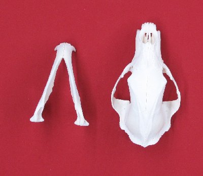 Picture of this lot Black Bear Skulls