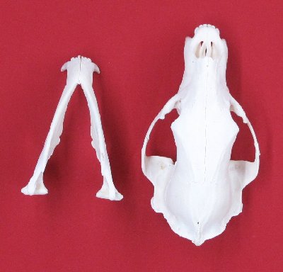Picture of this lot Black Bear Skulls