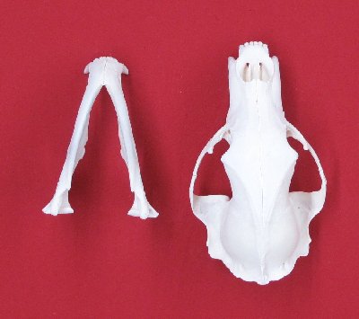 Picture of this lot Black Bear Skulls