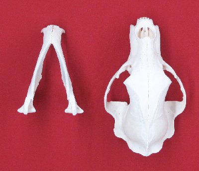 Picture of this lot Black Bear Skulls