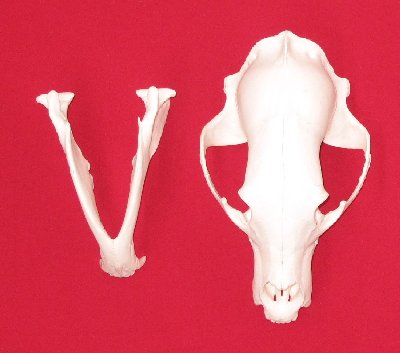 Picture of this lot Black Bear Skulls