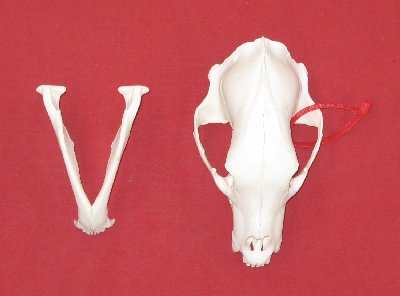 Picture of this lot Black Bear Skulls