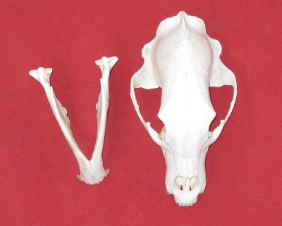 Picture of this lot Black Bear Skulls