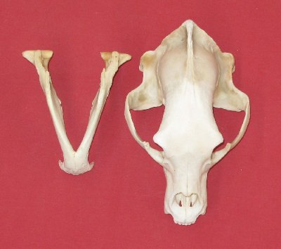 Picture of this lot Black Bear Skulls