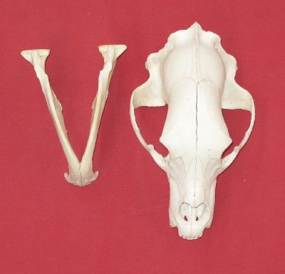 Picture of this lot Black Bear Skulls