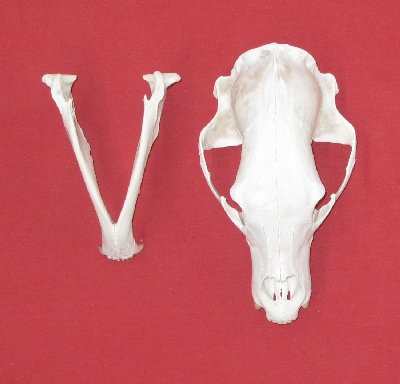 Picture of this lot Black Bear Skulls