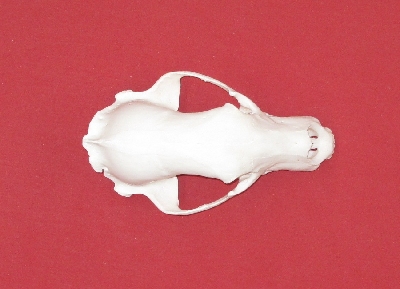 Picture of this lot Black Bear Skulls