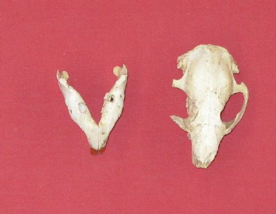 Picture of this lot Beaver Skulls
