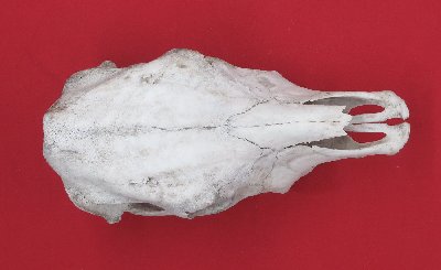 Picture of this lot Skulls - Beef Cow