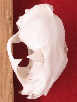 Picture of this lot Bobcat Skulls