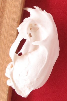 Picture of this lot Bobcat Skulls