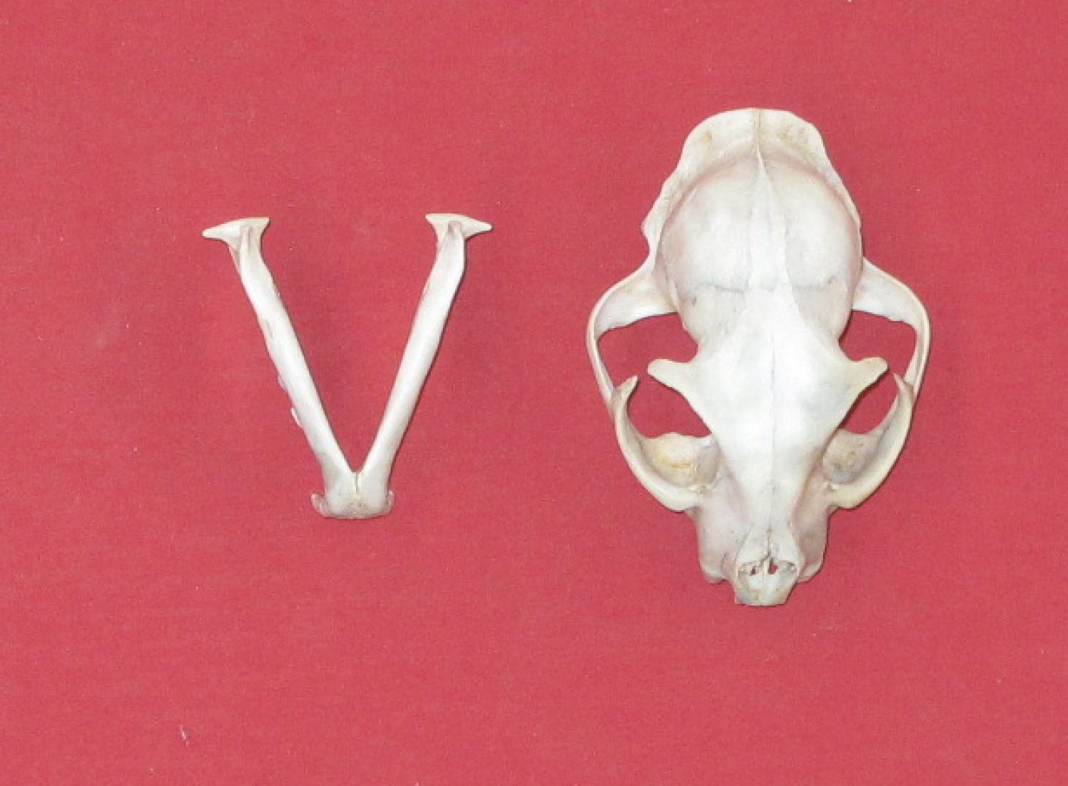 Bones : BOBCAT - SKULL (5125-9969) : hideandfur.com