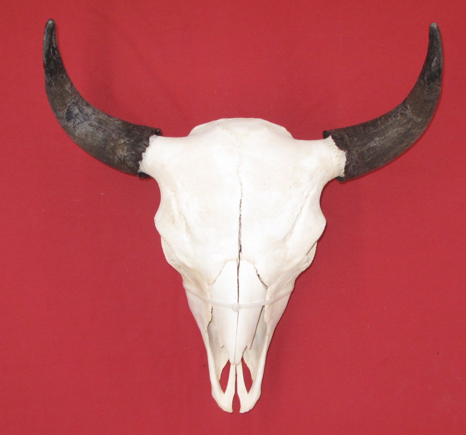 Bones : BUFFALO - SKULL (5129-0304) : hideandfur.com