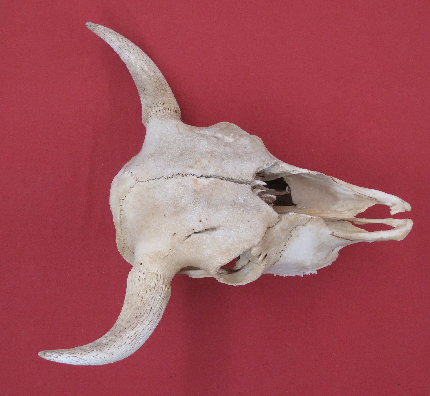 Bones : BUFFALO - SKULL (5129-0305) : hideandfur.com
