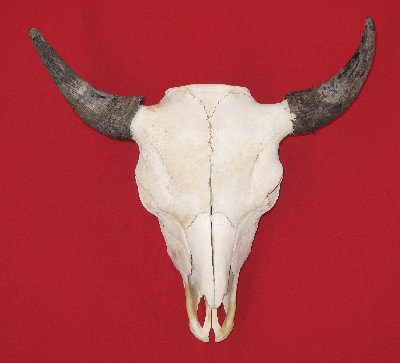 Picture of this lot Buffalo Skulls