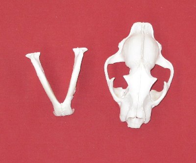 Picture of this lot Cougar Mountain Lion Skulls
