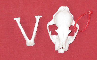 Bones : COUGAR - SKULL (5141-8005) : hideandfur.com