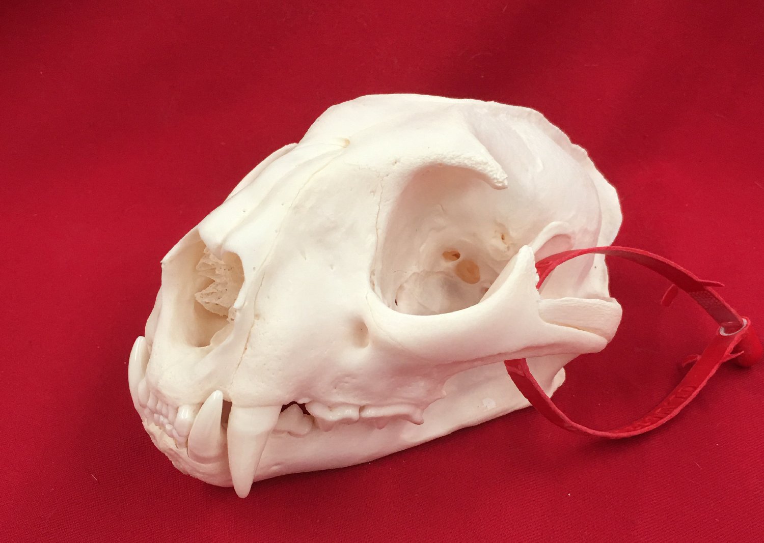 Picture of this lot Cougar Mountain Lion Skulls