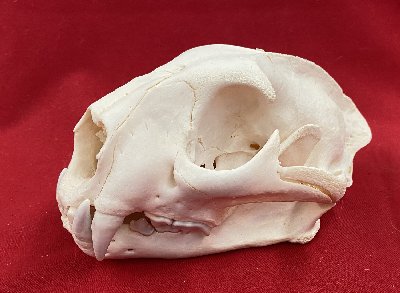 Picture of this lot Cougar Mountain Lion Skulls