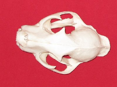 Picture of this lot Cougar Mountain Lion Skulls