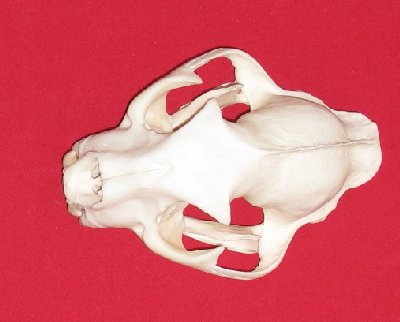 Picture of this lot Cougar Mountain Lion Skulls
