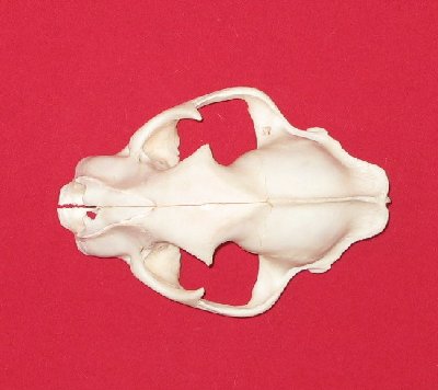 Picture of this lot Cougar Mountain Lion Skulls