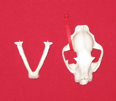 Picture of this lot Cougar Mountain Lion Skulls