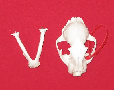 Picture of this lot Cougar Mountain Lion Skulls
