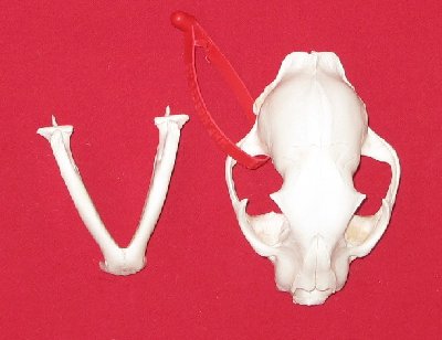 Picture of this lot Cougar Mountain Lion Skulls