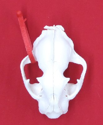 Picture of this lot Cougar Mountain Lion Skulls