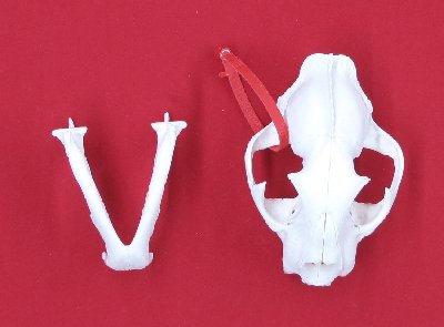 Picture of this lot Cougar Mountain Lion Skulls