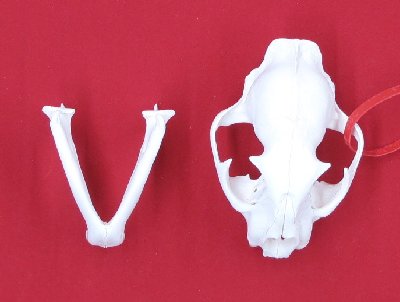 Picture of this lot Cougar Mountain Lion Skulls