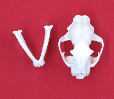Picture of this lot Cougar Mountain Lion Skulls