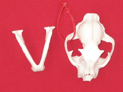 Picture of this lot Cougar Mountain Lion Skulls