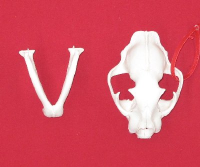 Picture of this lot Cougar Mountain Lion Skulls