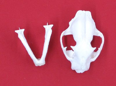 Picture of this lot Cougar Mountain Lion Skulls