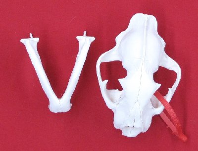 Picture of this lot Cougar Mountain Lion Skulls