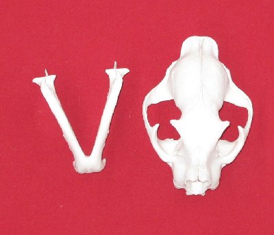Picture of this lot Cougar Mountain Lion Skulls