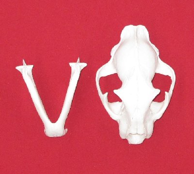 Picture of this lot Cougar Mountain Lion Skulls