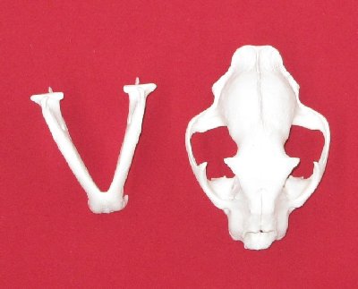 Picture of this lot Cougar Mountain Lion Skulls