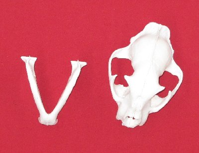 Picture of this lot Cougar Mountain Lion Skulls