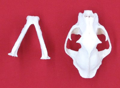 Picture of this lot Cougar Mountain Lion Skulls