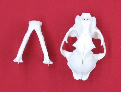 Picture of this lot Cougar Mountain Lion Skulls