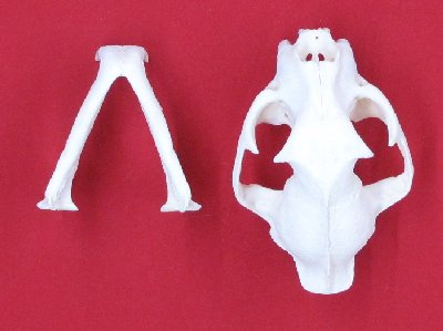 Picture of this lot Cougar Mountain Lion Skulls