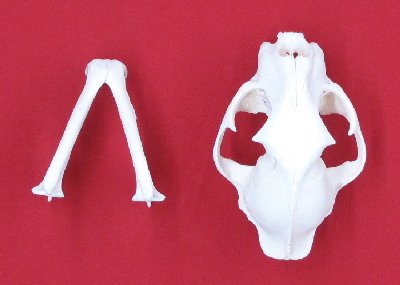 Picture of this lot Cougar Mountain Lion Skulls
